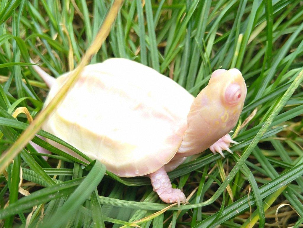 Mauremys reevesii Albino