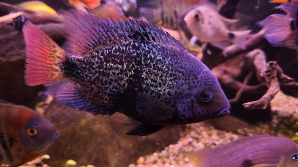 Americké cichlidy
