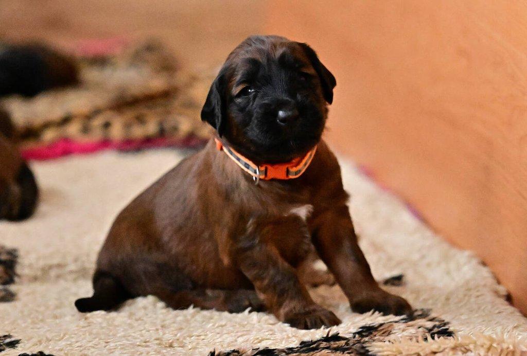 Briard - plavá štěňata