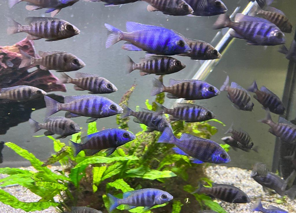 Malawi tlamovci Placidochromis phenochillus Tanzania Lupingu