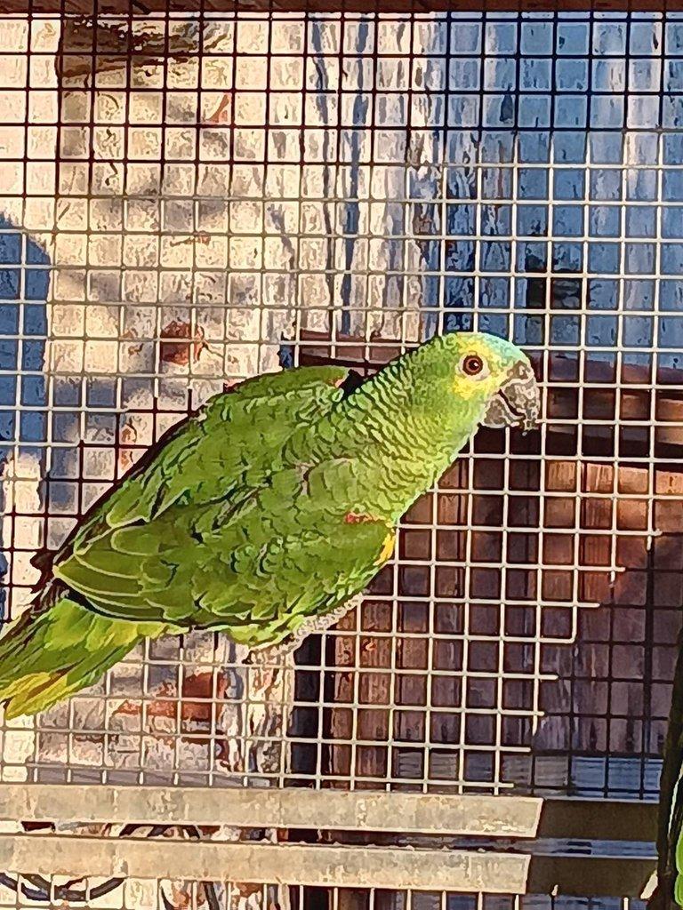 Amazoňan modročelý