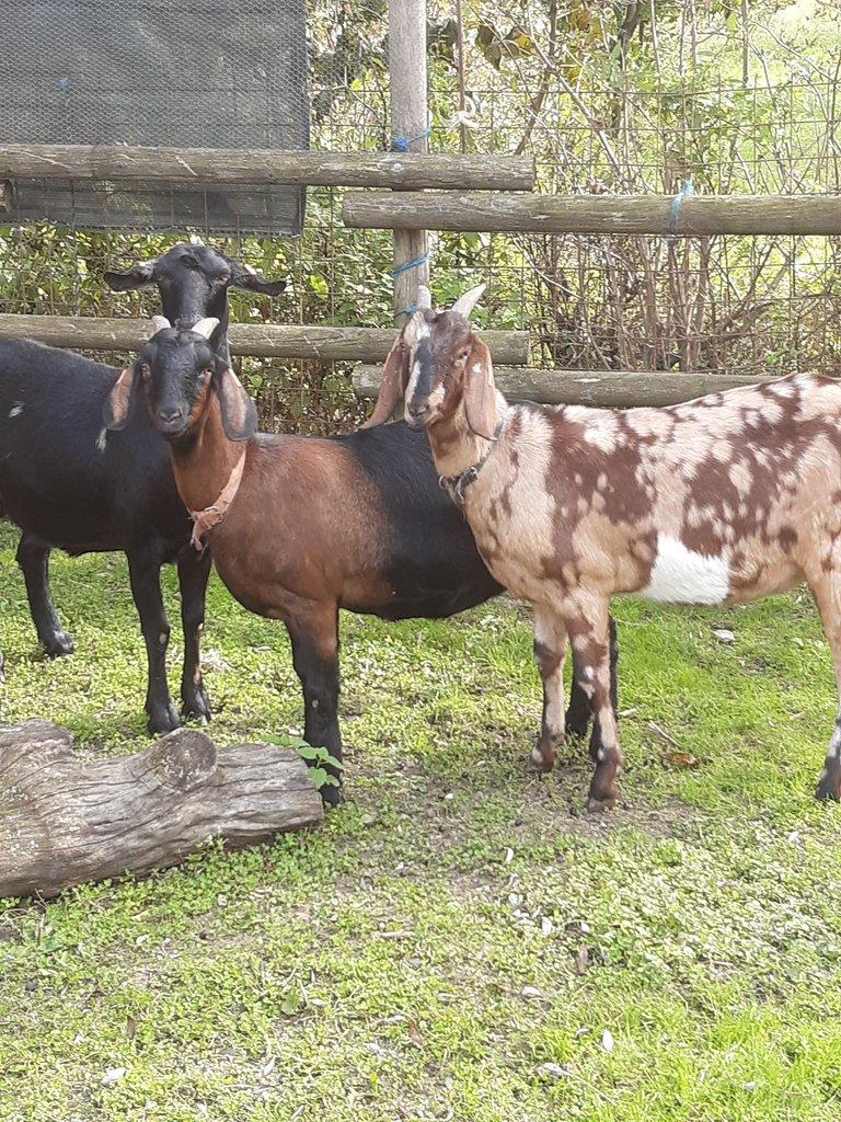 Anglonubijská koza podílová s POP