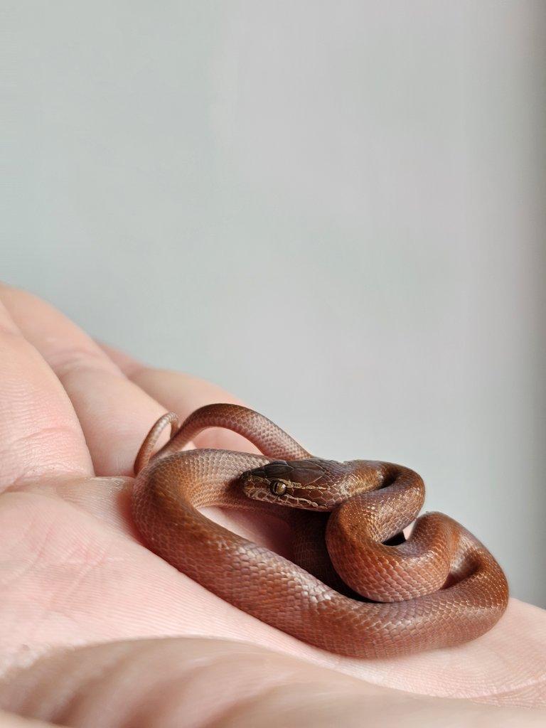 Snakes for Ostrava FaunaThry in June