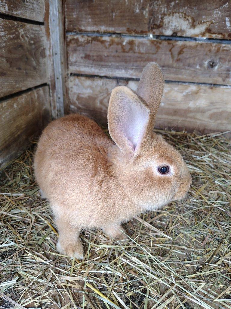 Králíci - samci