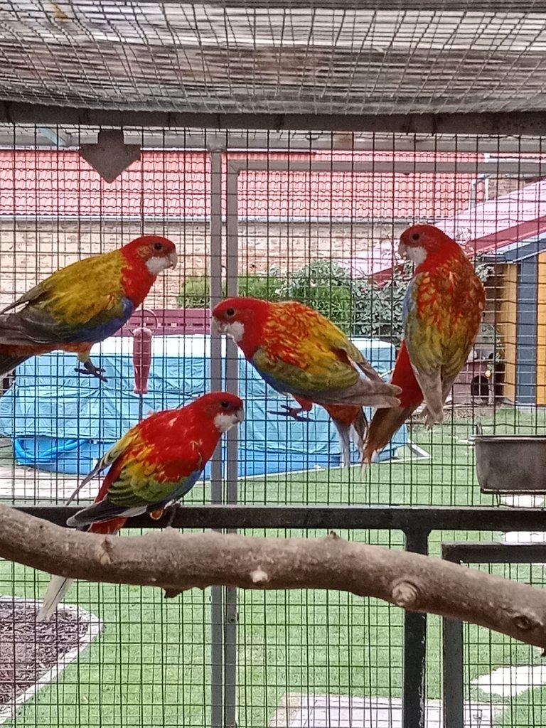 Prodám  mutační rosely