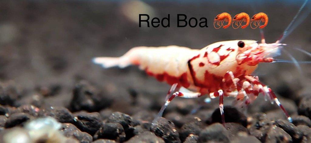 TOP PREMIUM AKVA KREVETKY Caridina a Neocaridina - Odchovy