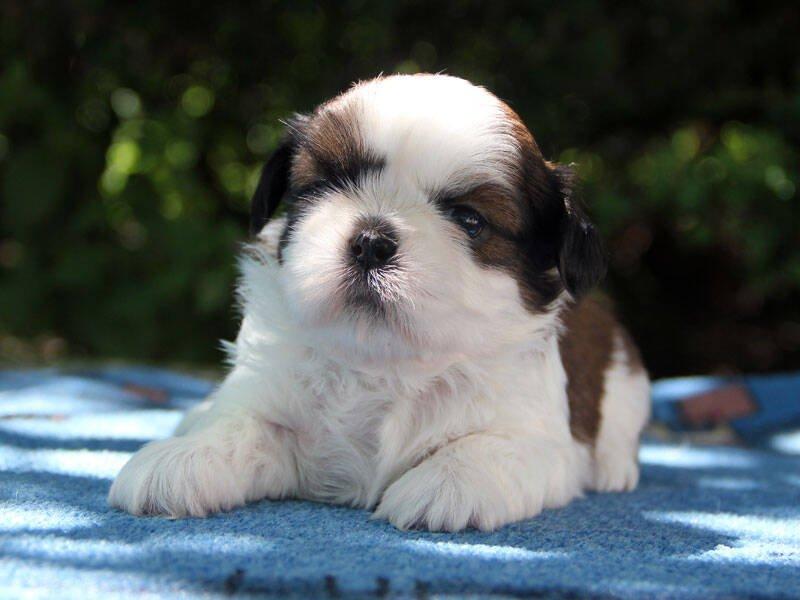 Shih-tzu, ši-tzu, ši-cu - štěňátka s  PP FCI