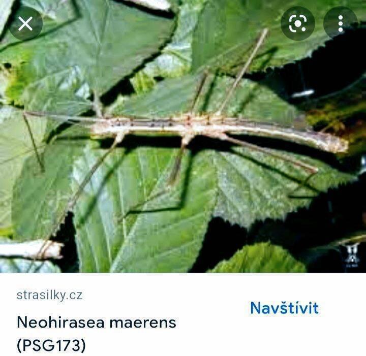 Strašilky a pakobylky