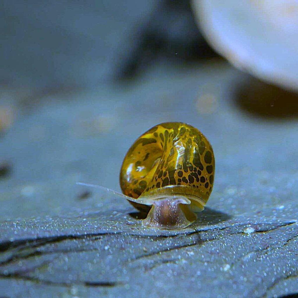 Akvarijní šnek - Okružák kanadský (Hnědý Leopard);10+5 zdarma