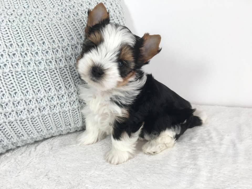 Jorkšír - prodáme štěňátka bez pp