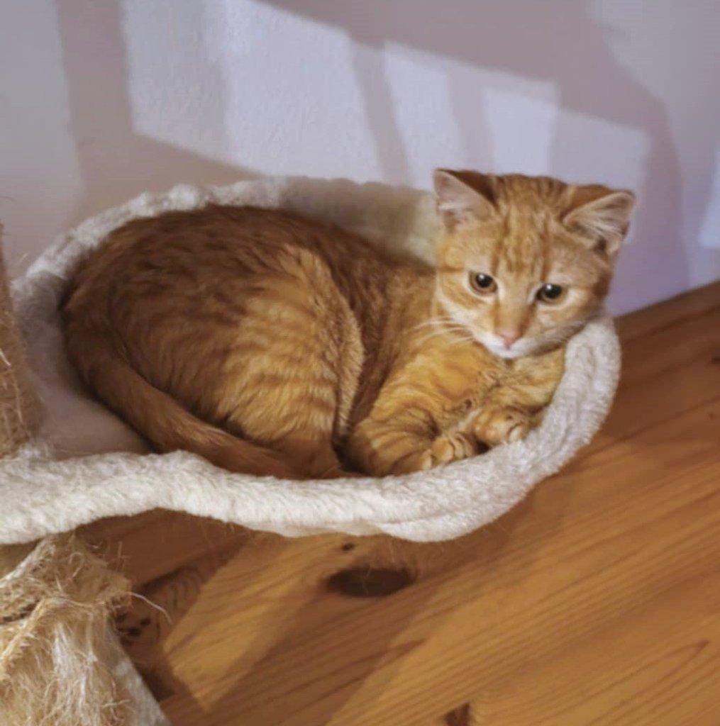 Kocourek Hugo hledá nový domov