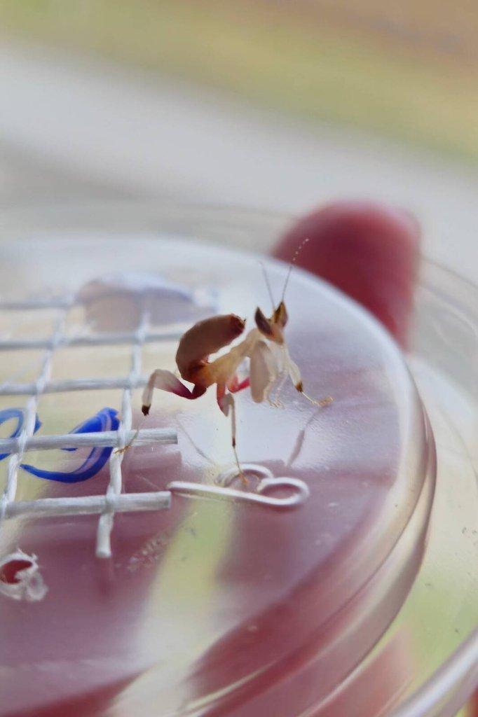 NOVÉ druhy kudlanek!!