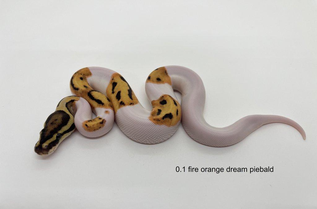 Krajta královská (Python regius)