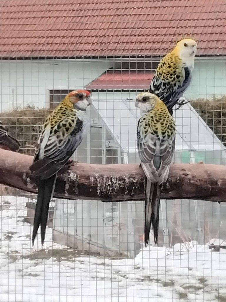 Rosela žlutohlavá po strakách