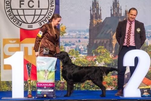 Flat coated retriever štěňata s PP