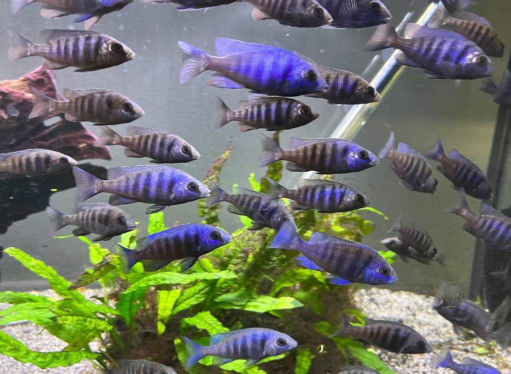 Malawi tlamovci Placidochromis phenochillus Tanzania Lupingu