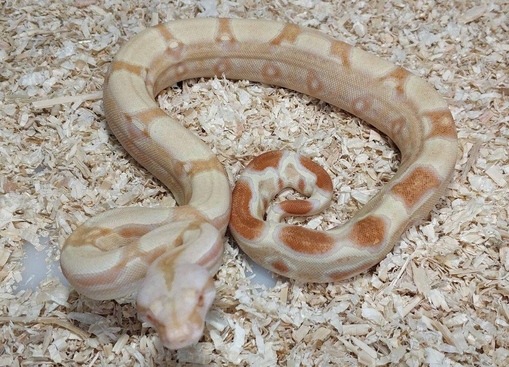 Boa imperator- Sharp Sunglow 66% het Sterling,Hypo Sterling