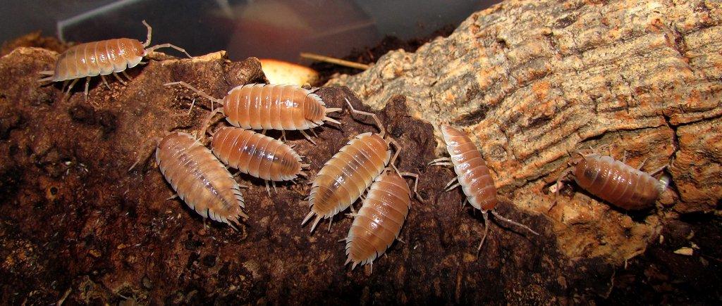 Isopody  - hobby,do terárií i krmné,chovné boxy - aktualizováno 14.7.