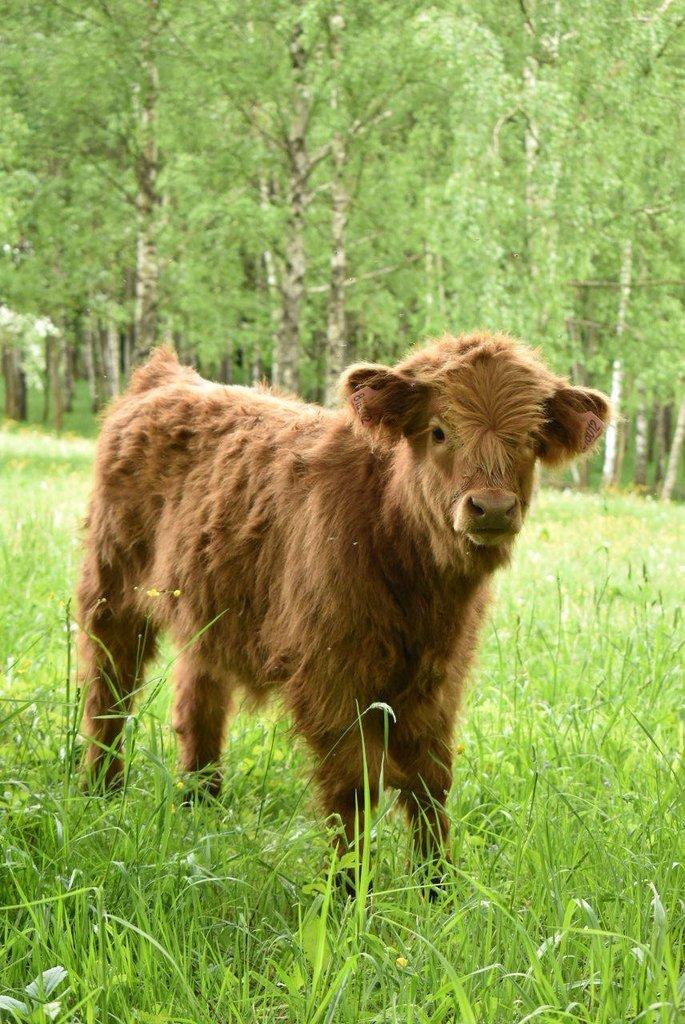 Prodám býčky Highland-Skotský náhorní skot