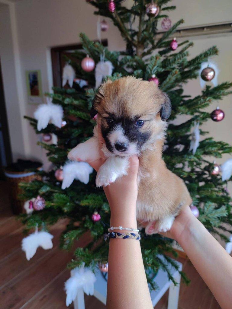 Welsh Corgi Pembroke