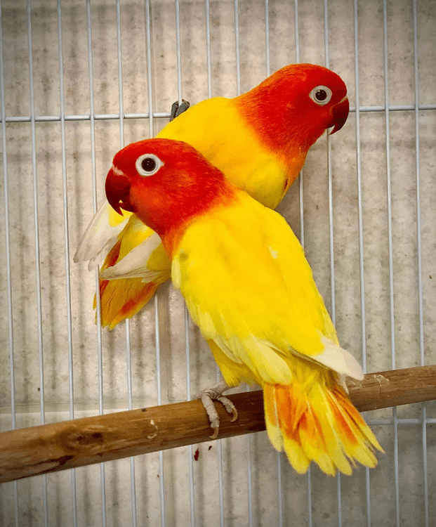 KOUPÍM Agapornis Fischeri lutino, lutino opalín