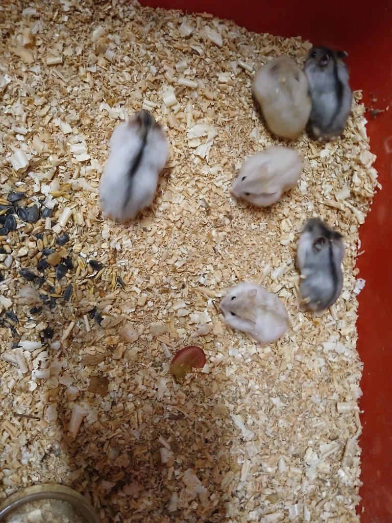 Křečíci