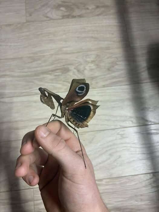 kudlanku Deroplatys desiccata