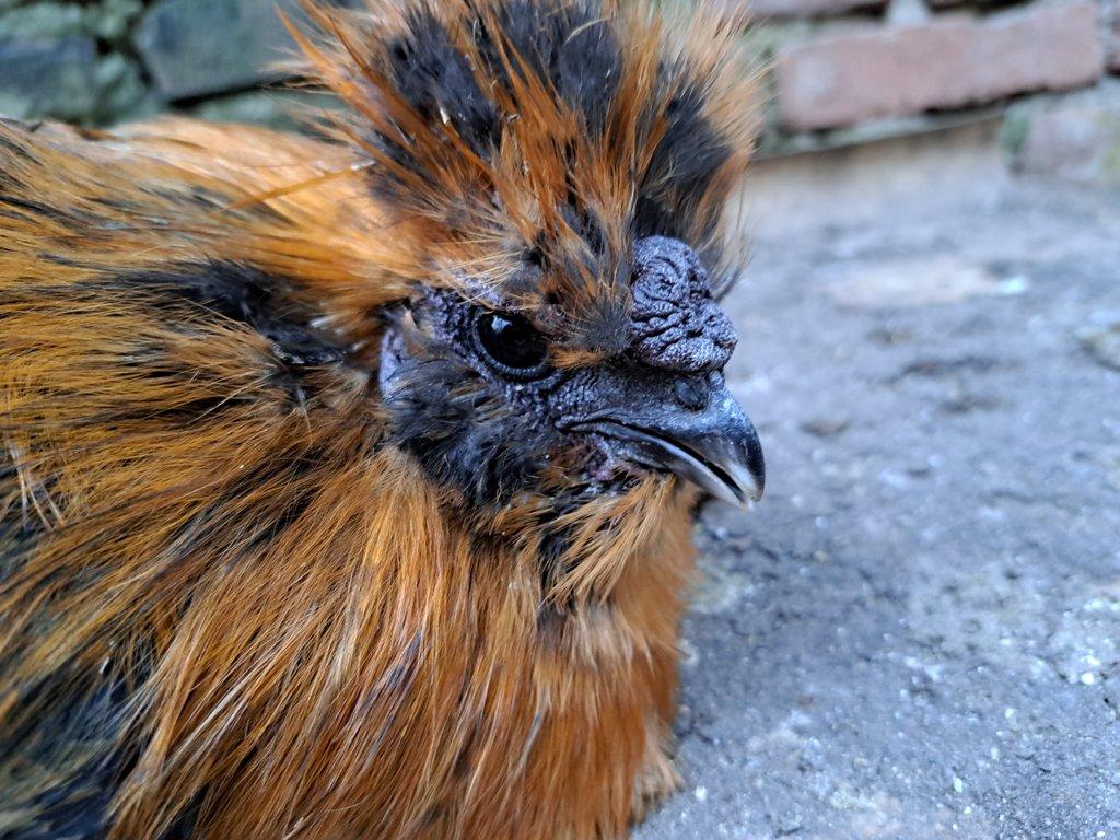 Kohout velké vousaté hedvábničky