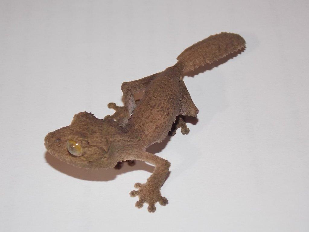 Uroplatus giganteus , sikorae MDA - dovezu 11.4. na ŽE Praha