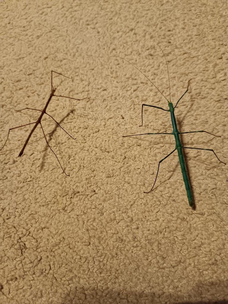 Strašilky Myronides sp. Peleng