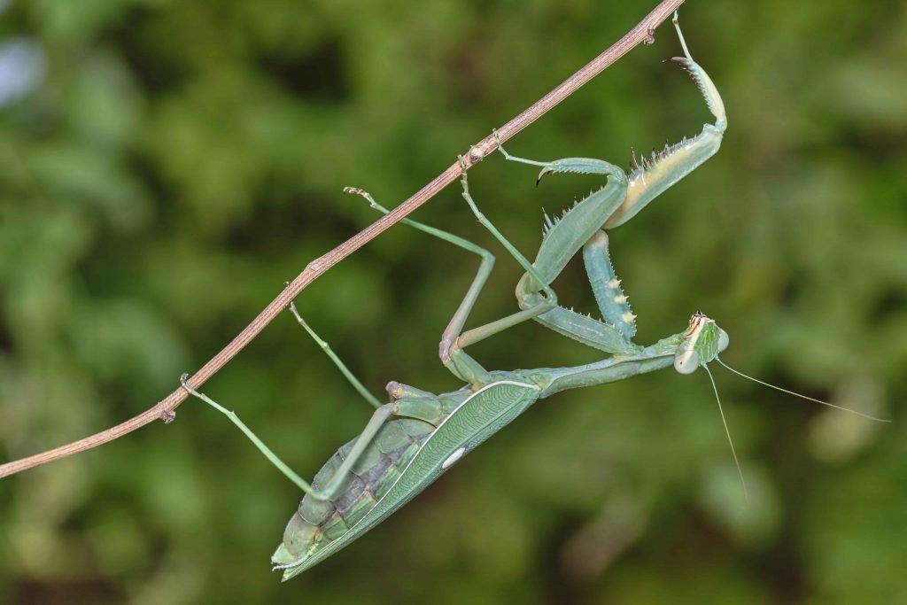 Prodám Kudlanky (Sphodromantis viridis)