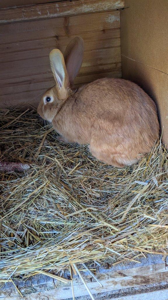 prodám králíky na chov/maso/dokrmení