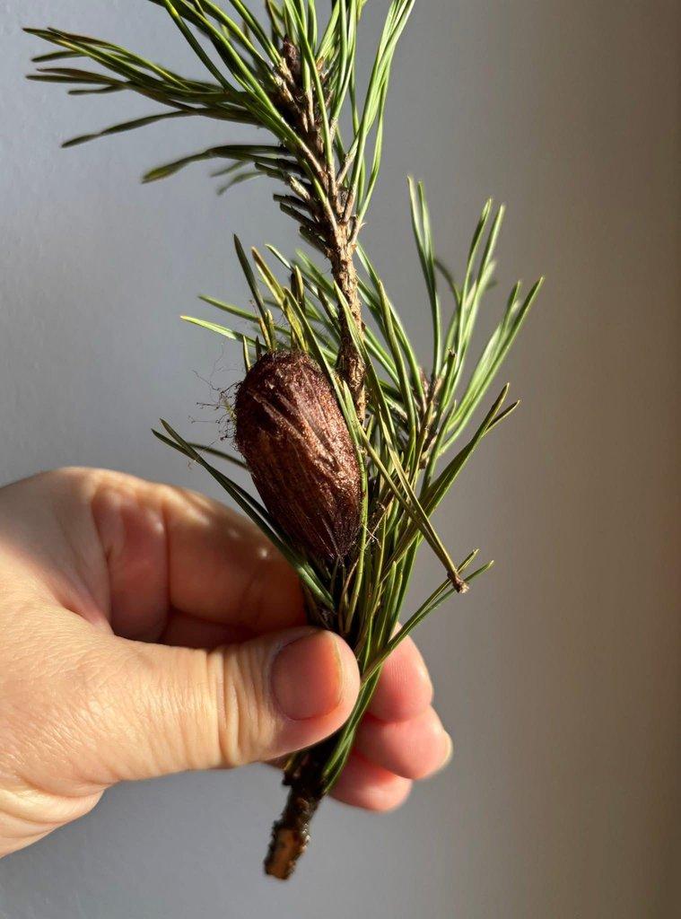 Actias dubernardi - kokony