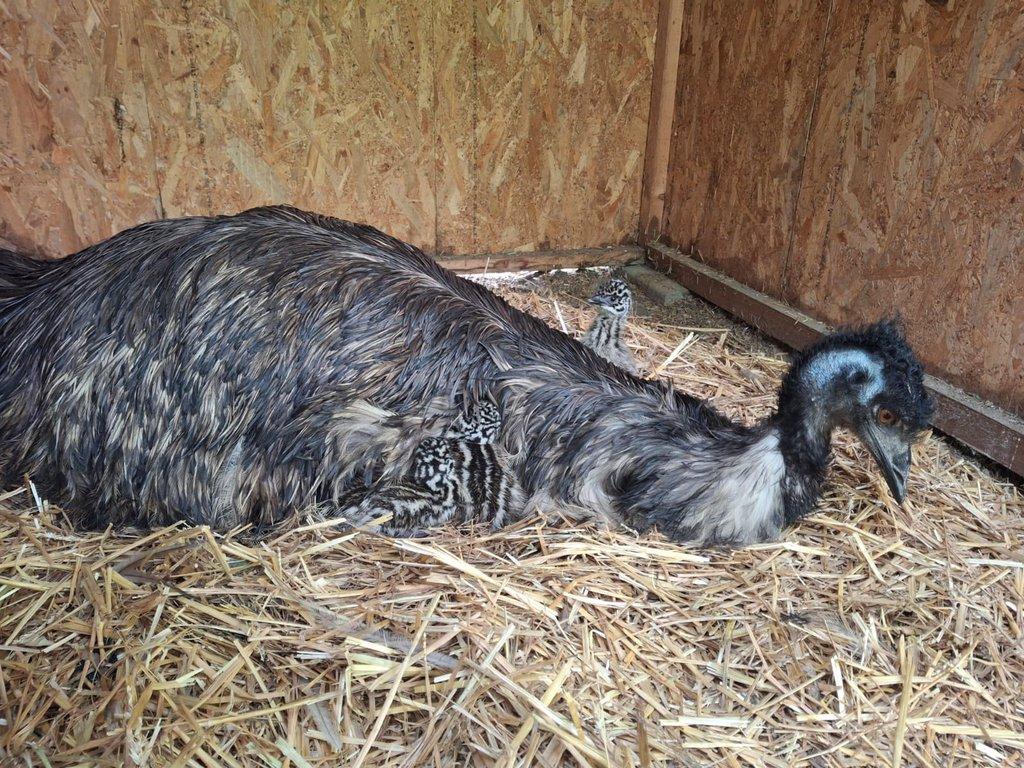 EMU Hnědý - odchovaný přirozeně, kuřata