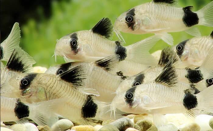 Corydoras Panda - Pancéřníček panda