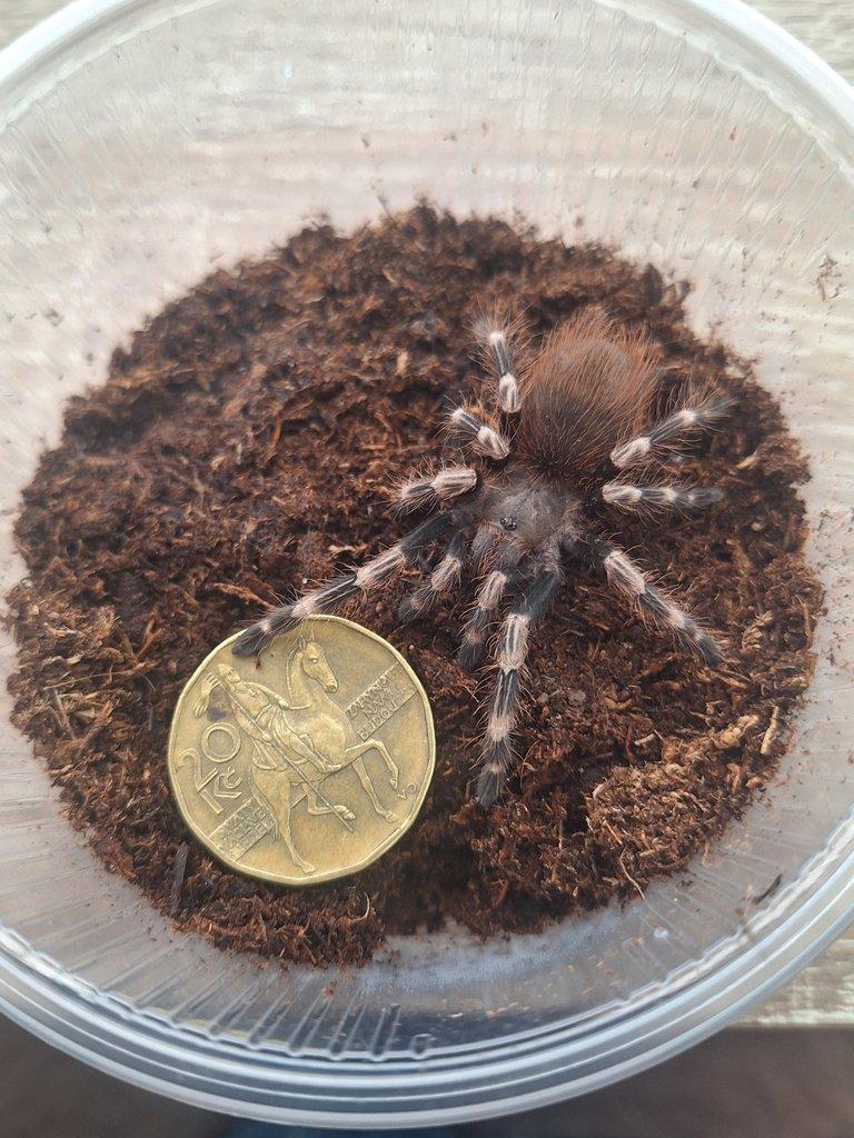 Sklípkan Nhandu chromatus