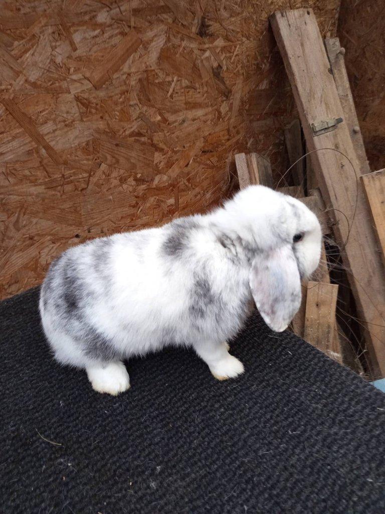 Zakrslý beran rhönský