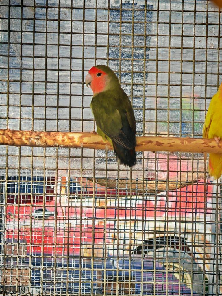 Agapornis růžohrdlý samec