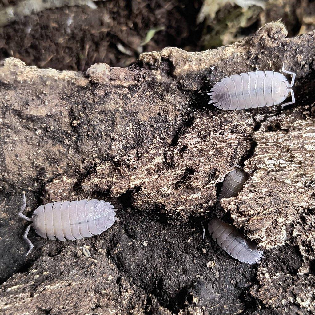 ISOPODY·STÍNKY - Fauna trhy Ostrava 15.2.