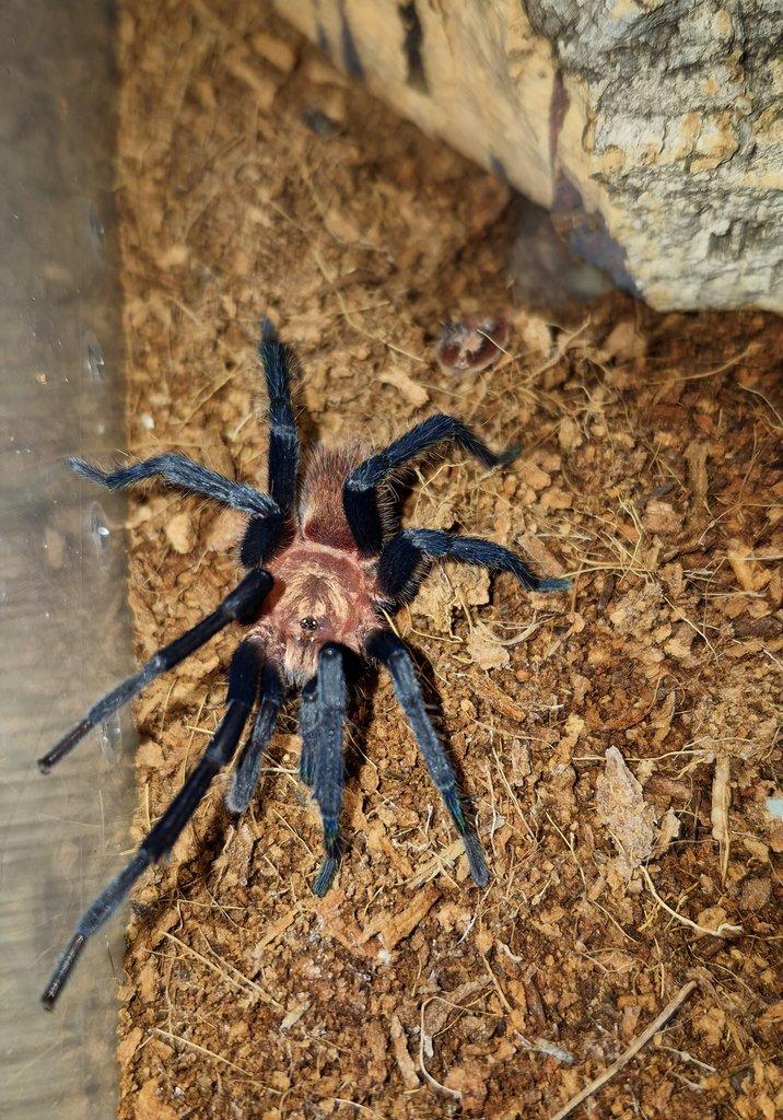 Nabízím 1,0 holothele longipes