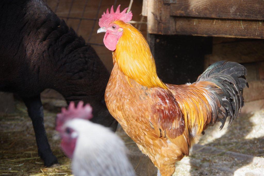 kohout - kříženec ayam ketawa