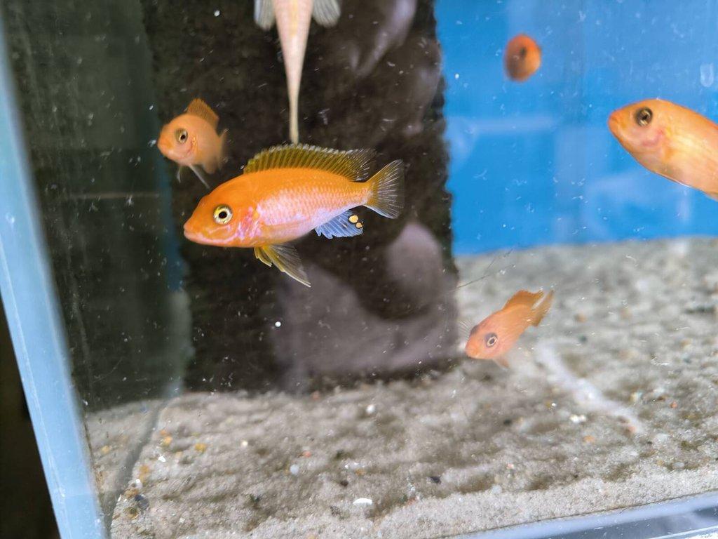 Malawi Tanganika Fauna trhy Ostrava  23.2.