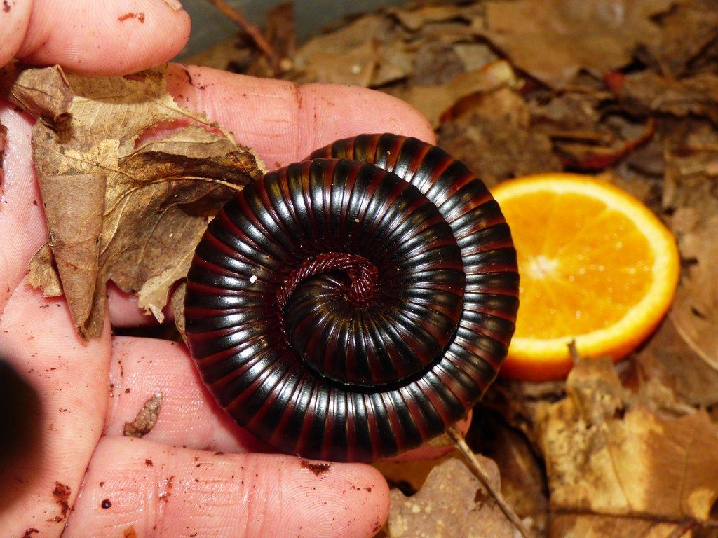 Mnohonožka obrovská ( Archispirostreptus gigas)