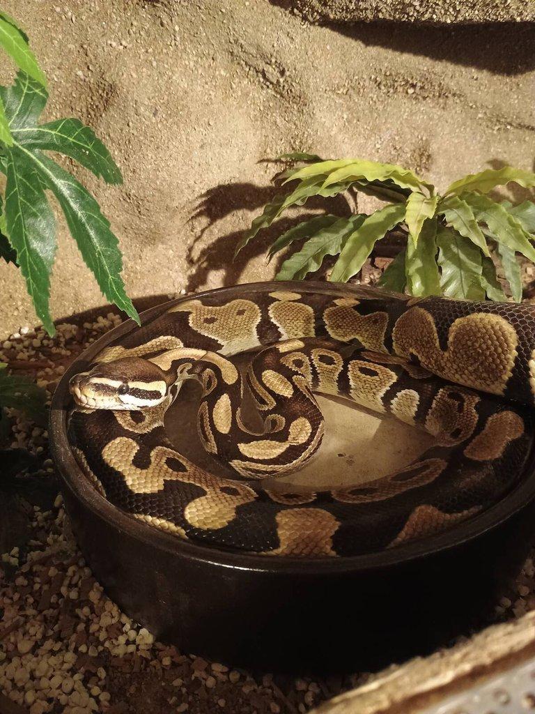 Krajta Královská + Terarium - BRNO - DOHODOU