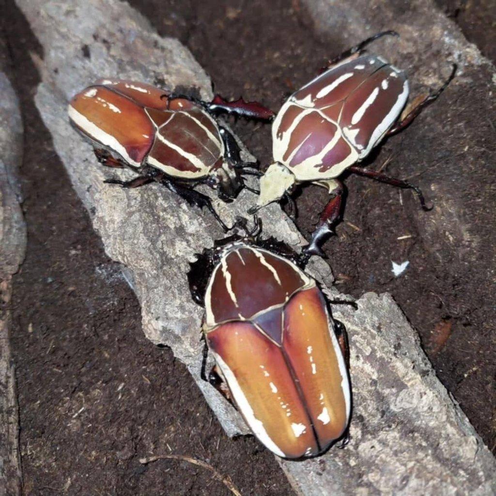Nabídka imag a larev vybraných druhů brouků - Aktualizováno
