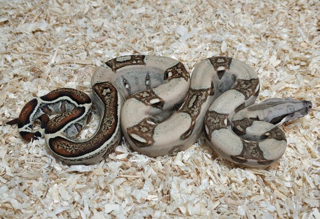 Boa imperator - Normal a Hypo 66% het Sterling VPI