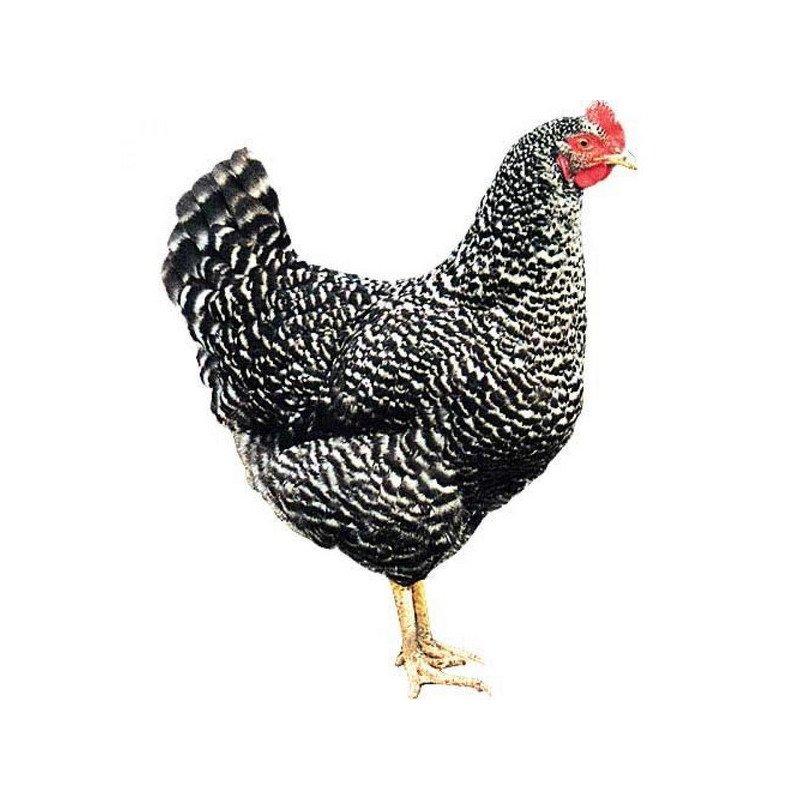 Kuřata , kuřátka nosnic Dominant