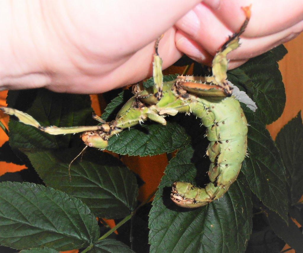 Extatosoma tiaratum - zelená forma