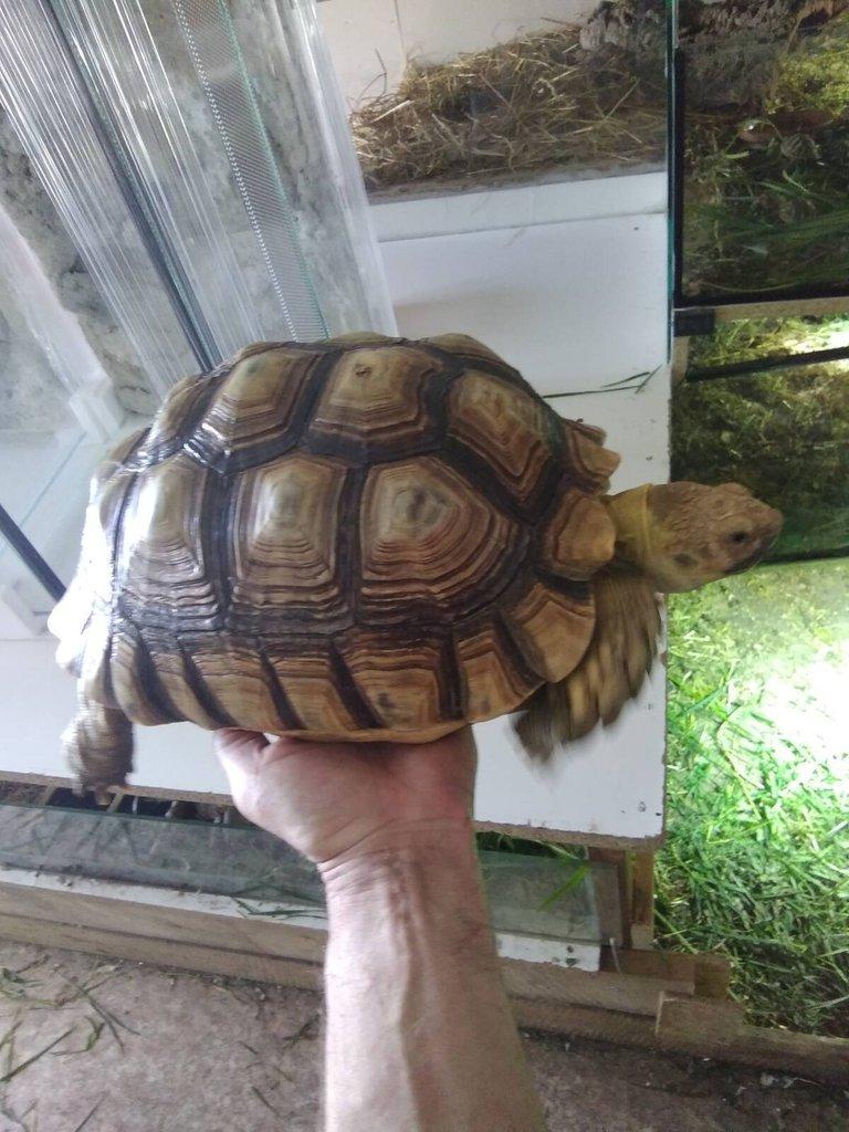 Želvy ostruhaté - sulcaty