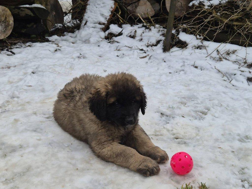 Prodám štěně Leonberger bez PP